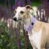 Obroża wodoodporna dla psa Pastel Lavender 3 cm – lekka, trwała, regulowana, stylowa