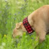 Obroża półzaciskowa Red Rebel 5 cm - wodoodporna dla whippeta, charta, trwała, wygodna, idealna na spacery