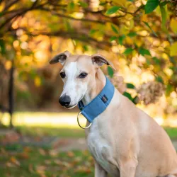 Obroża premium dla psa z nubuku Harbor Blue 4 cm -  elegancka, miękka i lekka