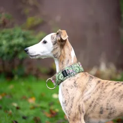 Obroża półzaciskowa ozdobna dla psa Royal Peridot 5 cm - przepiękna, efektowny żakard, mieniący się w słońcu, bardzo lekka