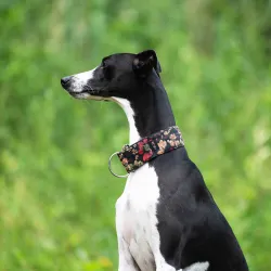 Obroża ozdobna półzaciskowa dla psa Cosmos Black 5 cm - ekskluzywna, migocząca obroża żakardowa, lekka i komfortowa