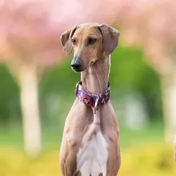 Obroża ozdobna półzaciskowa dla psa Cosmos Purple 5 cm - ekskluzywna, migocząca obroża żakardowa, lekka i komfortowa