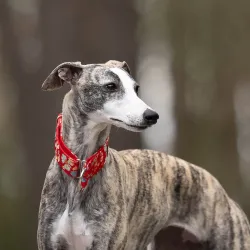 Obroża ozdobna półzaciskowa dla psa Cosmos Red 5 cm - ekskluzywna, migocząca obroża żakardowa, lekka i komfortowa
