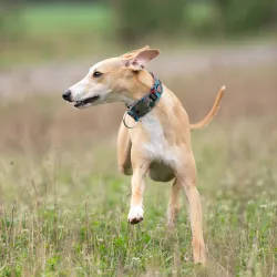 Obroża ozdobna półzaciskowa dla psa Cosmos Silver 5 cm - ekskluzywna, migocząca obroża żakardowa, lekka i komfortowa