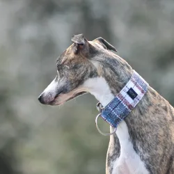 Obroża dla psa Celtic Kilt 4 cm - wodoodporna, lekka, trwała, regulowana