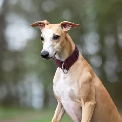 Obroża dla psa Burgundy Classic 4 cm - wodoodporna, lekka, trwała, regulowana