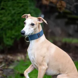 Obroża dla psa Dark Blue Classic 4 cm - wodoodporna, lekka, trwała, regulowana