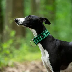 Obroża wodoodporna dla psa Green Gossip 4 cm - trwała, wygodna, idealna na spacery