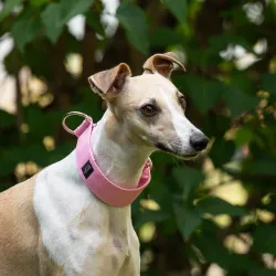 Obroża półzaciskowa wodoodporna dla psa Pastel Candy Pink 5 cm – lekka, trwała, regulowana, stylowa