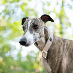 Obroża dla psa Sandy Classic 3 cm - wodoodporna, lekka, trwała, regulowana