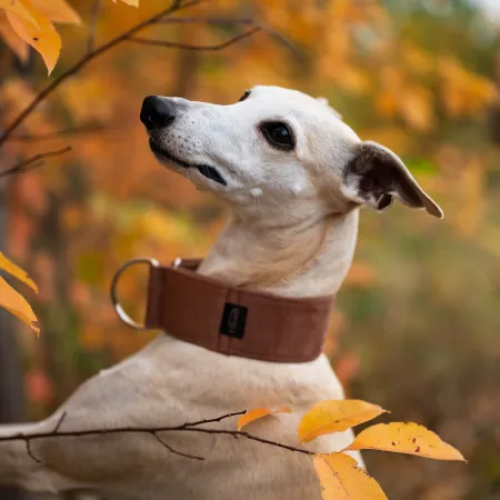 Obroża premium dla psa z nubuku Autumn Walnut 4 cm - elegancka, miękka i lekka