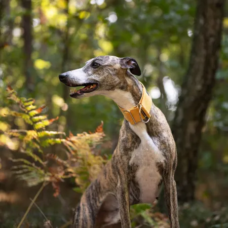 Obroża premium dla psa z nubuku Golden Fields 4 cm - elegancka, miękka i lekka