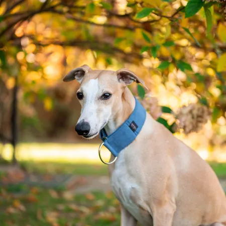 Obroża premium dla psa z nubuku Harbor Blue 4 cm -  elegancka, miękka i lekka
