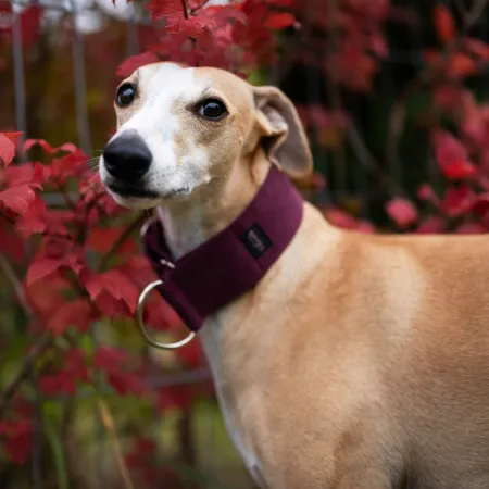 Obroża premium dla psa z nubuku Orchard Plum 4 cm - elegancka, miękka i lekka