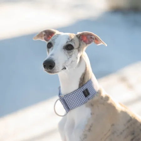 Obroża ozdobna dla psa Urban Tweed 3 cm – klasyczna biało-czarna kratka, elegancka i lekka