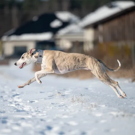 Obroża ozdobna dla psa Urban Tweed 3 cm – klasyczna biało-czarna kratka, elegancka i lekka