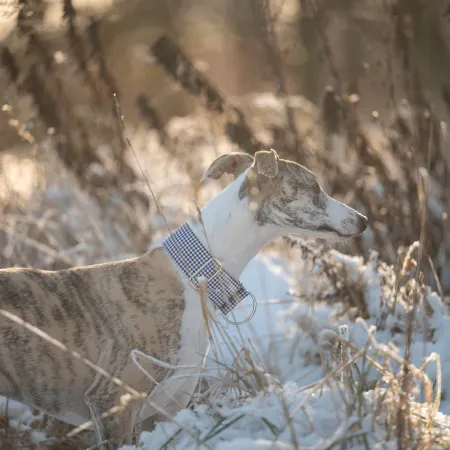 Obroża ozdobna dla psa Urban Tweed 3 cm – klasyczna biało-czarna kratka, elegancka i lekka