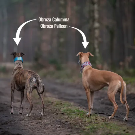 Obroża ozdobna dla psa Calumma 5 cm – luksusowa, stylowa obroża z połyskującymi detalami, lekka i wygodna