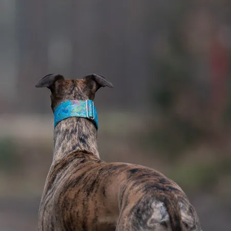 Obroża ozdobna dla psa Calumma 5 cm – luksusowa, stylowa obroża z połyskującymi detalami, lekka i wygodna