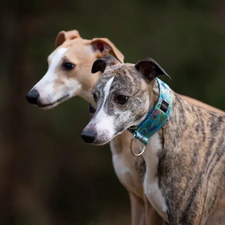 Obroża ozdobna dla psa Calumma 5 cm – luksusowa, stylowa obroża z połyskującymi detalami, lekka i wygodna
