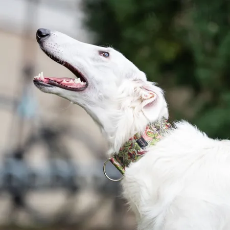 Obroża ozdobna dla psa Furcifer 5 cm – luksusowa, stylowa obroża z połyskującymi detalami, lekka i wygodna