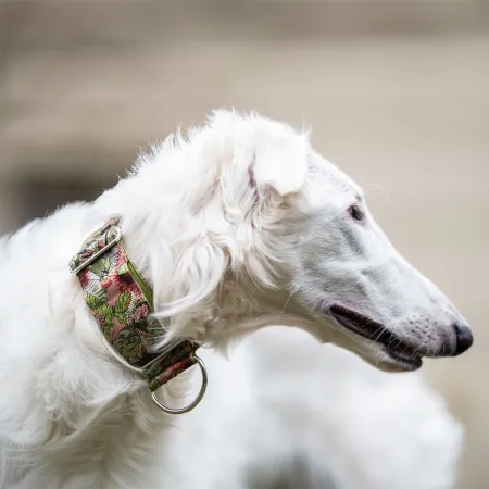 Obroża ozdobna dla psa Furcifer 5 cm – luksusowa, stylowa obroża z połyskującymi detalami, lekka i wygodna