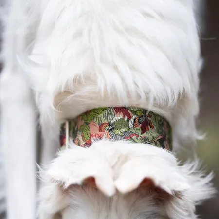 Obroża ozdobna dla psa Furcifer 5 cm – luksusowa, stylowa obroża z połyskującymi detalami, lekka i wygodna