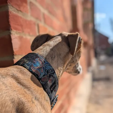 Obroża ozdobna dla psa Nymphalis Antiopa 4 cm – luksusowy, mieniący się w słońcu żakard, elegancka i lekka