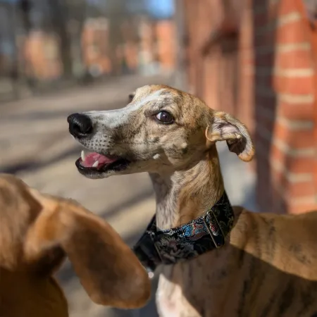 Obroża ozdobna dla psa Nymphalis Antiopa 4 cm – luksusowy, mieniący się w słońcu żakard, elegancka i lekka
