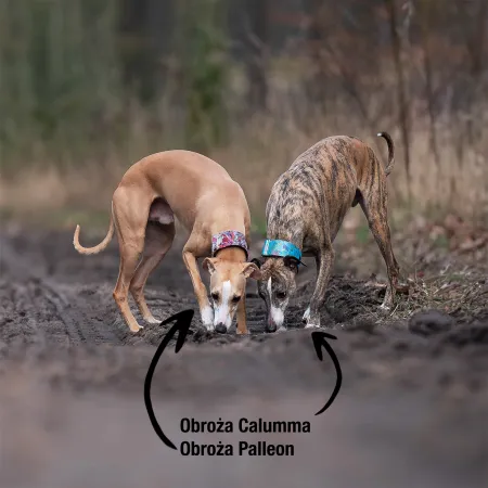 Obroża ozdobna dla psa Calumma 5 cm – luksusowa, stylowa obroża z połyskującymi detalami, lekka i wygodna