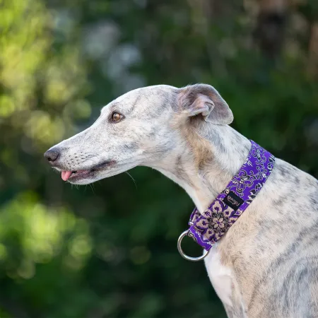 Obroża półzaciskowa ozdobna dla psa Royal Ametysth 5 cm - przepiękna, efektowny żakard, mieniący się w słońcu, bardzo lekka