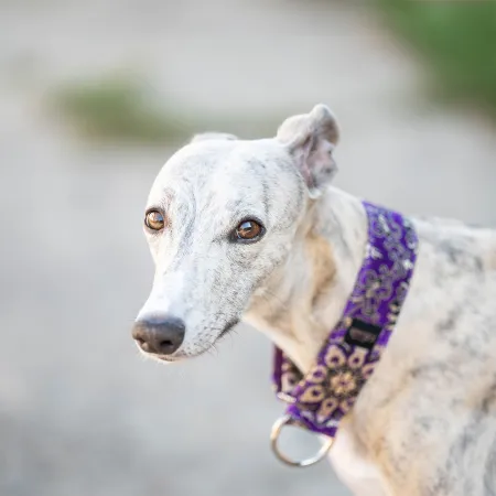 Obroża półzaciskowa ozdobna dla psa Royal Ametysth 5 cm - przepiękna, efektowny żakard, mieniący się w słońcu, bardzo lekka
