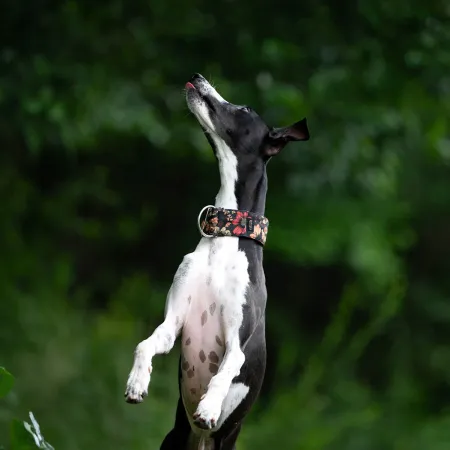 Obroża ozdobna dla psa Cosmos Black 3 cm – ekskluzywna, migocząca obroża żakardowa, lekka i komfortowa