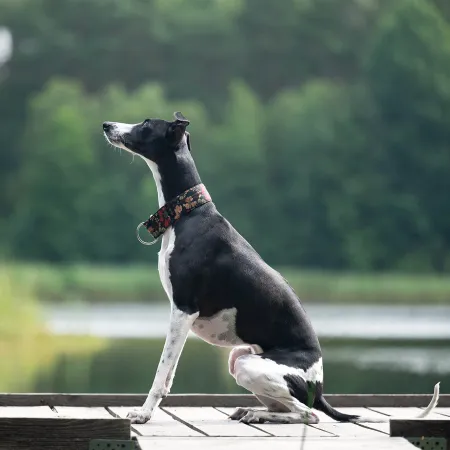 Obroża ozdobna dla psa Cosmos Black 3 cm – ekskluzywna, migocząca obroża żakardowa, lekka i komfortowa