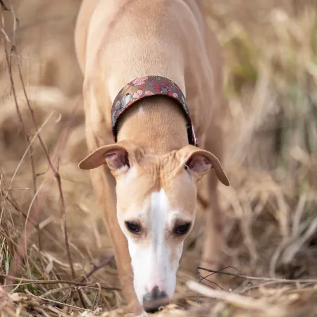 Obroża ozdobna półzaciskowa dla psa Cosmos Brown 5 cm - ekskluzywna, migocząca obroża żakardowa, lekka i komfortowa