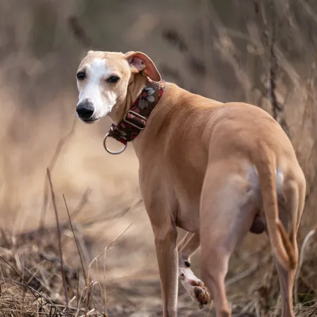 Obroża ozdobna półzaciskowa dla psa Cosmos Brown 5 cm - ekskluzywna, migocząca obroża żakardowa, lekka i komfortowa