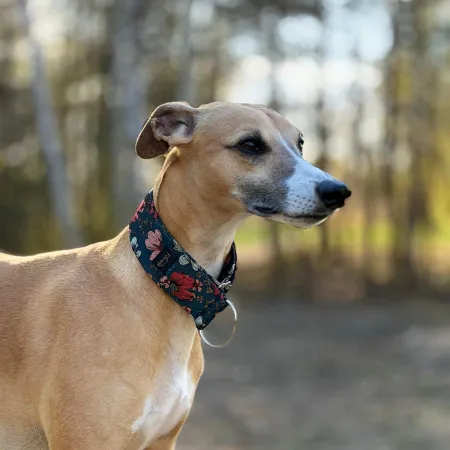 Obroża ozdobna dla psa Cosmos Navy 4 cm – ekskluzywna, migocząca obroża żakardowa, lekka i komfortowa