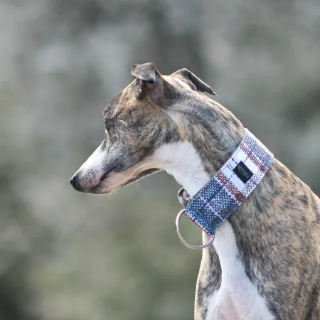 Obroża półzaciskowa Celtic Kilt 5 cm - wodoodporna dla whippeta i charta - wodoodporna, lekka, trwała, regulowana