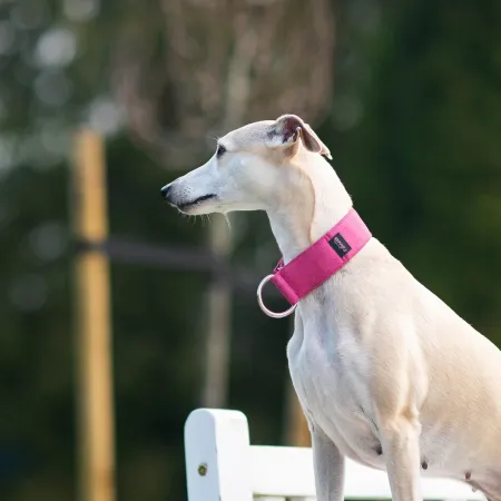 Obroża dla psa Fuchsia Classic 4 cm - wodoodporna, lekka, trwała, regulowana
