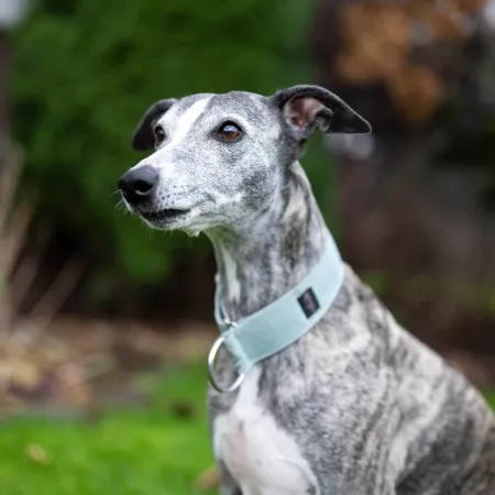 Obroża dla psa Mint Classic 4 cm - wodoodporna, lekka, trwała, regulowana