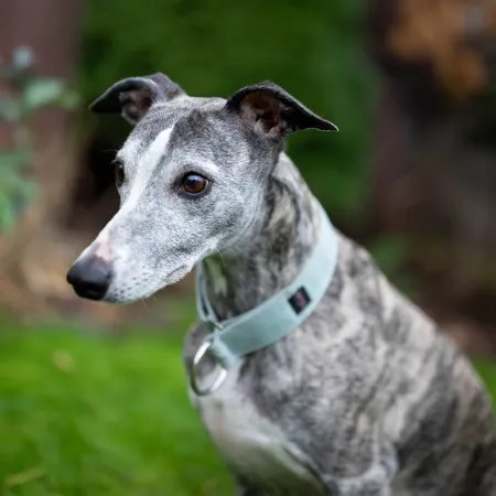 Obroża dla psa Mint Classic 4 cm - wodoodporna, lekka, trwała, regulowana