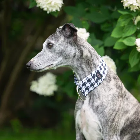 Obroża półzaciskowa Monochrome Mood 5 cm - wodoodporna dla whippeta, charta, trwała, wygodna, idealna na spacery