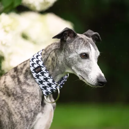 Obroża półzaciskowa Monochrome Mood 5 cm - wodoodporna dla whippeta, charta, trwała, wygodna, idealna na spacery