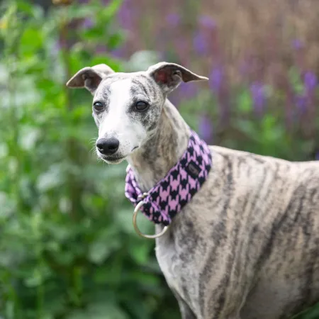 Obroża wodoodporna dla psa Pink Chic 3 cm - trwała, wygodna, idealna na spacery