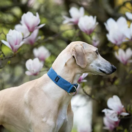 Obroża półzaciskowa Blue Classic 5 cm - wodoodporna dla whippeta i charta - wodoodporna, lekka, trwała, regulowana