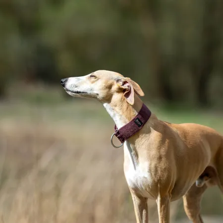 Obroża dla psa Burgundy Classic 3 cm - wodoodporna, lekka, trwała, regulowana