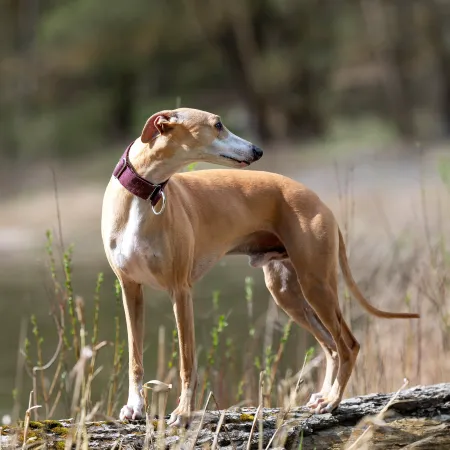Obroża dla psa Burgundy Classic 3 cm - wodoodporna, lekka, trwała, regulowana