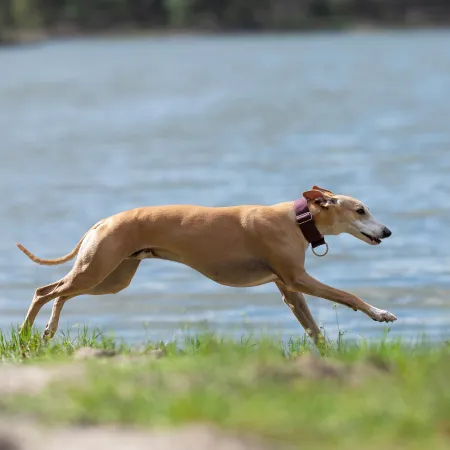 Obroża dla psa Burgundy Classic 3 cm - wodoodporna, lekka, trwała, regulowana