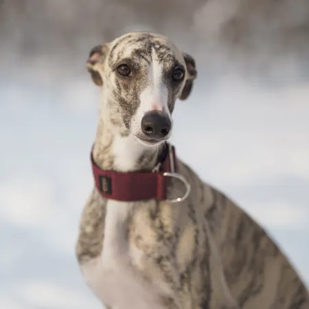 Obroża dla psa Burgundy Classic 3 cm - wodoodporna, lekka, trwała, regulowana