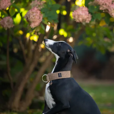 Obroża dla psa Cappuccino Classic 3 cm - wodoodporna, lekka, trwała, regulowana